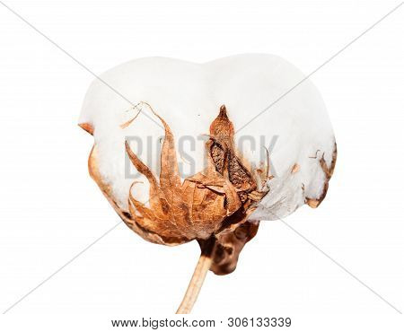Side View Of Dried Ripe Boll Of Cotton Plant With Cottonwool Isolated On White Background