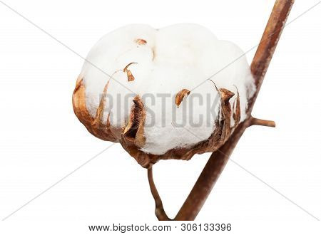 Dried Ripe Boll Of Cotton Plant With Cottonwool On Branch Isolated On White Background