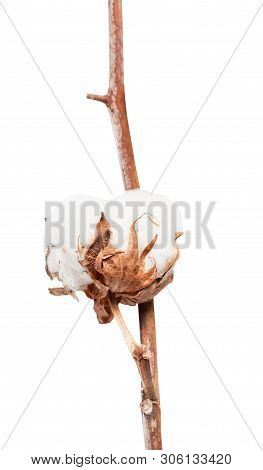 Boll With Cottonwool Of Cotton Plant On Branch Isolated On White Background