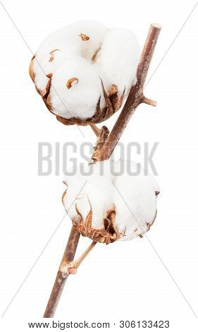 Two Ripe Bolls Of Cotton Plant With Cottonwool On Twig Isolated On White Background