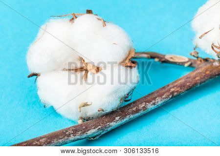 Natural Ripe Boll Of Cotton Plant With Cottonwool Close Up On Turquoise Blue Pastel Paper Background