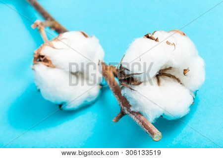 Natural Ripe Bolls Of Cotton Plant With Cottonwool On Turquoise Blue Pastel Paper Background