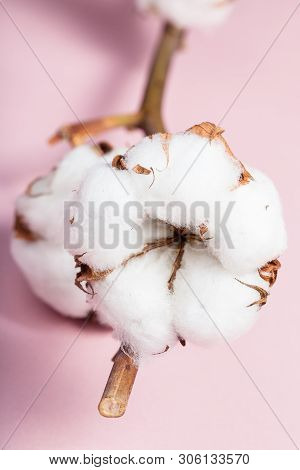 Dried Bolls With Cottonwool Close Up On Cotton Twig On Pink Pastel Paper Background