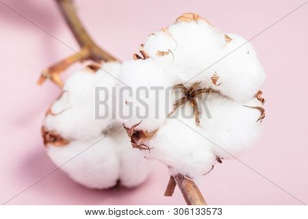 Ripe Bolls With Cottonwool Close Up On Cotton Twig On Pink Pastel Paper Background