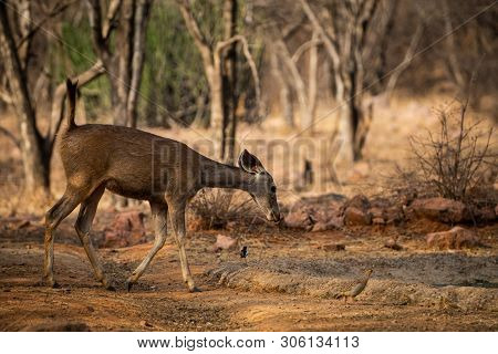 An Alert Tail Up Sambar Deer Or Rusa Unicolor Portrait In A Beautiful Light At Ranthambore National 