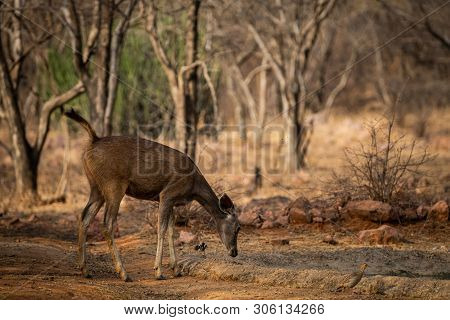 An Alert Tail Up Sambar Deer Or Rusa Unicolor Portrait In A Beautiful Light At Ranthambore National 