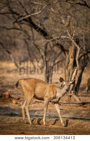 An Alert Tail Up Sambar Deer Or Rusa Unicolor Portrait In A Beautiful Light At Ranthambore National 