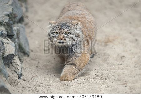 Pallas Cat (otocolobus Manul), Also Known As The Manul