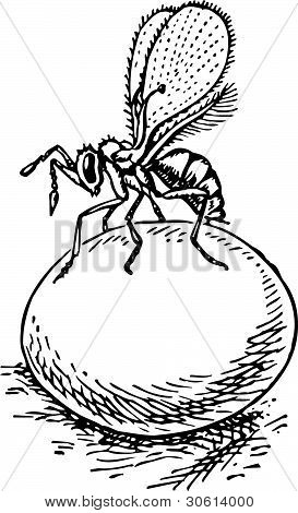 Stingless osy (trichogramma)