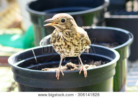 Portrait Of A Song Thrush (turdus Philomelos) Perching On A Plant Pot Inside A Greenhouse