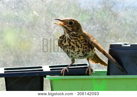 Portrait Of A Song Thrush (turdus Philomelos) Perching On A Plant Pot Inside A Greenhouse
