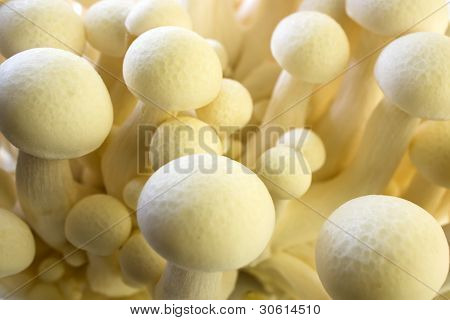 Hvid bøg champignon (hvid Shimeji) Hypsizygus Marmoreus