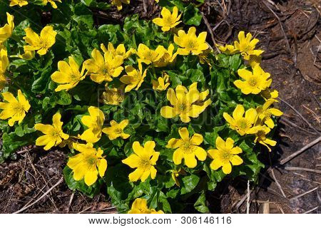 Photo Of Fresh Caltha Palustris Flower In Summer Time.