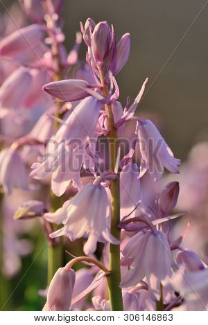 Close Up Of Pink Spanish Bluebells (hyacinthoides Hispanica) In Bloom