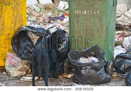 Abandoned dog eating garbage