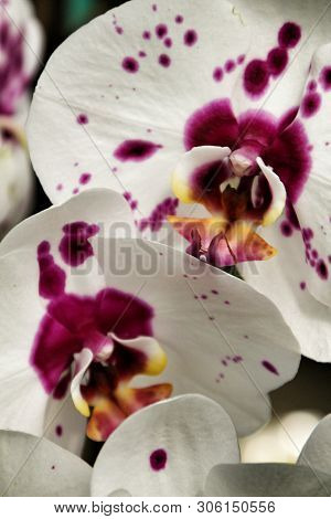 Beautiful And Colorful White And Pink Phalenopsis Orchid Plants In The Garden In Spring Under The Su