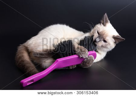 Thai Light Kitten Playing With A Large Bright Purple Brush For Cleaning
