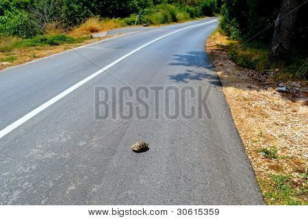 Tortuga en la carretera