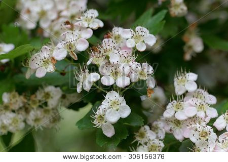 Flowers Of A Common Hawthorn, Crataegus Monogyna .