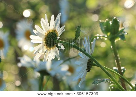Summer Rain In The Garden And Daisies With Drops On The Bokeh Background, Blurred Focus. Beautiful S