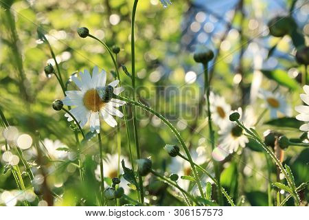 Summer Rain In The Garden And Daisies With Drops On The Bokeh Background, Blurred Focus. Beautiful S