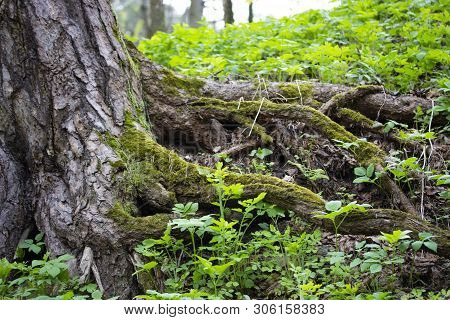 The Long Cracked Roots Of A Tree Stick Out Outside Covered With Green Moss. Picturesque Roots Of An 