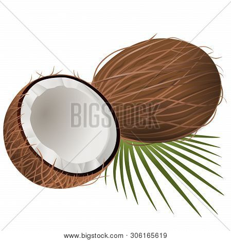Cocnuts Realistic Illustration On White Background Vector