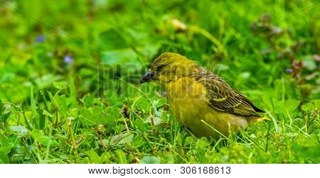 Closeup Of A Yellow Female Weaver Bird Standing In The Grass, Tropical Bird Specie From Africa