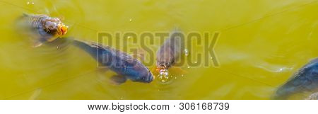 Group Of Common Carps Coming Above The Water With Their Mouths, Common Fish Specie From Europe