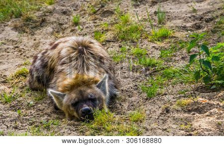 Closeup Portrait Of A Spotted Hyena Laying On The Ground, Wild Dog From The Desert Of Africa