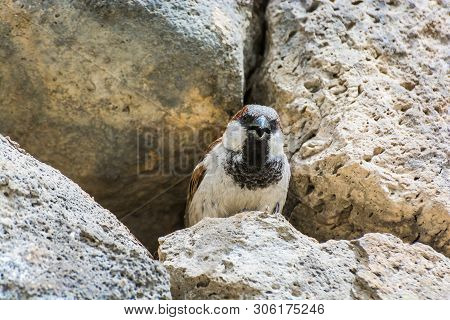 Tatev, Armenia - May 11, 2017. Sparrow Livings In Stone Walls In Famous Tatev Monastery In Mountains