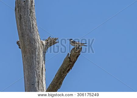 Tree Swallow In A Marshland Tree In The Blackwater National Wildlife Refuge In Maryland