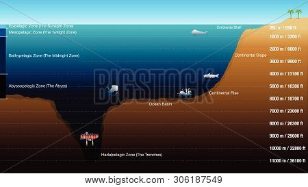 Graphic Shows The 5 Zones According To The Depth Of The Ocean, With Scale In Meters And Feet. The Gr