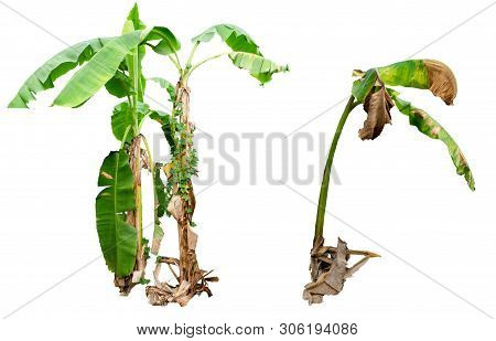 Banana Tree Dicut  On White Background In Asia