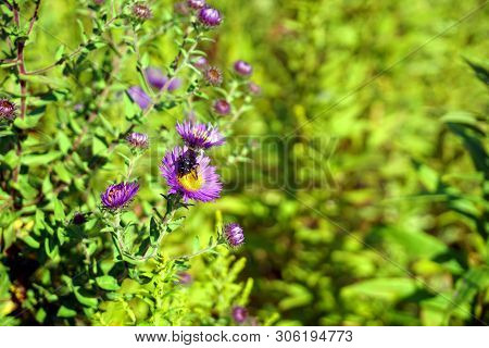 A Black Two-spotted Longhorn Bee (melissodes Bimaculata) Gathers Nectar From The Inflorescence Of A 