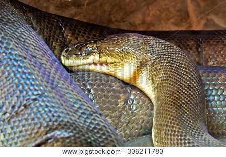 Macklot's Python Or Freckled Python In The Cave