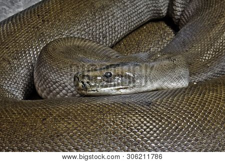 Closeup Patternless Green Burmese Python Coiled On The Floor