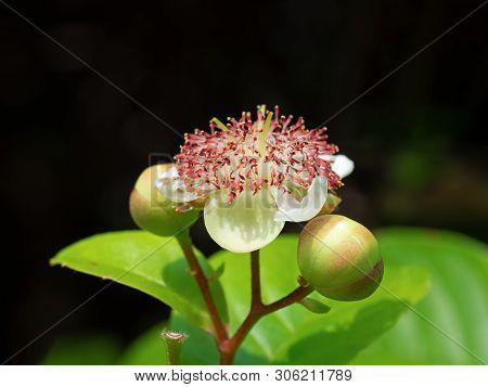 Closeup Tetracera Indica Flower With Buds Isolated On Black Background, Selective Focus