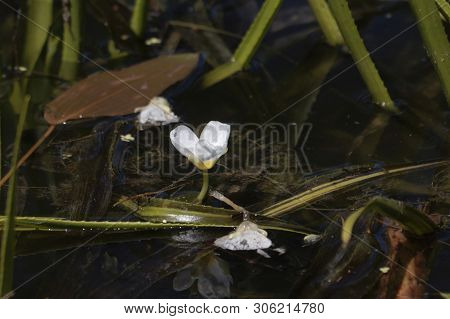 Flower Of A Water Soldiers, Statiotes Aloides