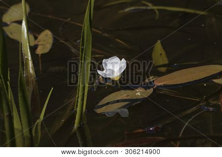 Flower Of A Water Soldiers, Statiotes Aloides