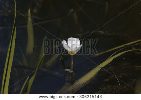 Flower Of A Water Soldiers, Statiotes Aloides