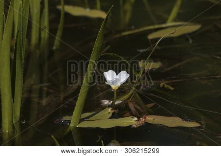 Flower Of A Water Soldiers, Statiotes Aloides