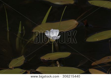 Flower Of A Water Soldiers, Statiotes Aloides