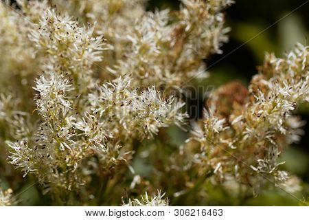 Flowers Of A Manna Ash, Fraxinus Ornus.