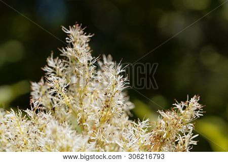 Flowers Of A Manna Ash, Fraxinus Ornus.