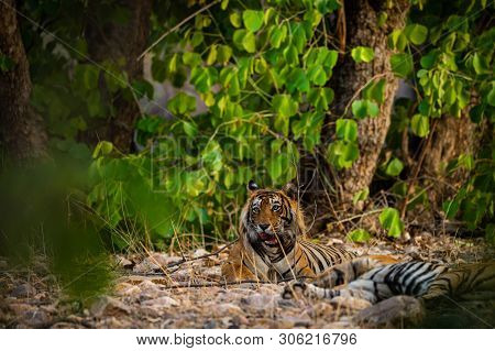A Mating Pair Of Tigers Resting After Rounds Of Mating Between These Two Tigers At Ranthambore Natio
