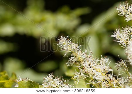Flowers Of A Manna Ash, Fraxinus Ornus.