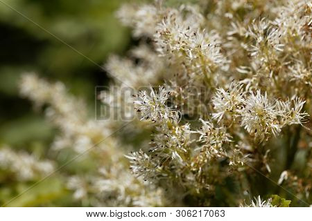 Flowers Of A Manna Ash, Fraxinus Ornus.