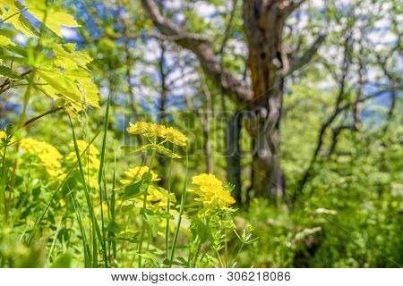 Yellow Flowers In Forest. Dry Phylum At Background
