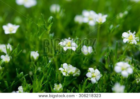 Flower Of A Heath Pearlwort, Sagina Subulata.